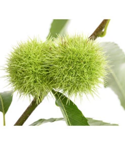 Esskastanie -Gartenbedarf Verkäufe 2024 7091580 PR DE 001 CastaneaSativaEsskastanieDehnerExpressHerzig