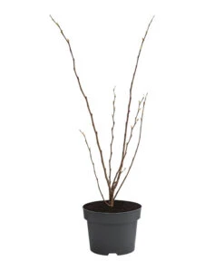 Chinesischer Judasbaum 'Avondale' -Gartenbedarf Verkäufe 2024 7099021 WE FS 001 CercisChinensisAvondaleChinesischerJudasbaum5L