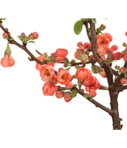 Zierquitte -Gartenbedarf Verkäufe 2024 7101900 WE DE 001 ZierquitteChaenomelesFriesdorferTyp3LDehnerExpressHerzig