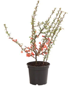 Zierquitte -Gartenbedarf Verkäufe 2024 7101900 WE FS 001 ZierquitteChaenomelesFriesdorferTyp3LDehnerExpressHerzigRet