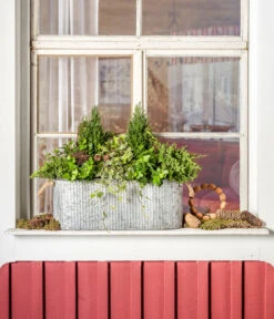 Efeu, Weißbunt 5 Efeu, Weißbunt -Gartenbedarf Verkäufe 2024 7107303 WE MO 001 ScheinzypresseChamaecyparislawsonianaEfeu