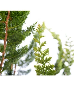 Scheinzypresse 'Teddy Bear', Schale 5 Scheinzypresse 'Teddy Bear', Schale -Gartenbedarf Verkäufe 2024 7110224 WE DE 001 ChamaecyparisScheinzypresseOptusaTeddyBearSchale30CDehnerExpressZS