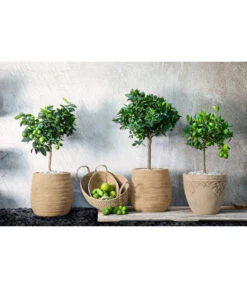 Limette 'Lima Verde' -Gartenbedarf Verkäufe 2024 7118201 PR MO 001 Limette Herzig