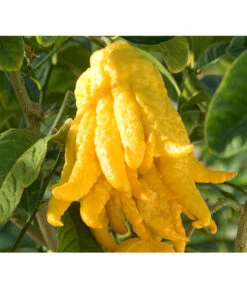 Zitronat-Zitrone 'Buddhas Hand' -Gartenbedarf Verkäufe 2024 7118763 BildD 001 CitrusBuddhasHandCitrMedicaBuddhasHan
