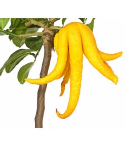 Zitronat-Zitrone 'Buddhas Hand' -Gartenbedarf Verkäufe 2024 7118763 WE DE 001 CitrusBuddhasHandT20DehnerExpressHerzig