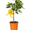 Zitronat-Zitrone 'Buddhas Hand' 1 Zitronat-Zitrone 'Buddhas Hand' -Gartenbedarf Verkäufe 2024 7118763 WE FS 001 CitrusBuddhasHandT20DehnerExpressHerzig