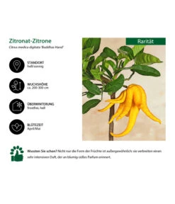 Zitronat-Zitrone 'Buddhas Hand' -Gartenbedarf Verkäufe 2024 7118763 WE IG 001 ZitronatzitroneBuddahsHand