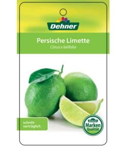 Limette 'Lima Verde' -Gartenbedarf Verkäufe 2024 7119001 PersischeLimette Etikett 1