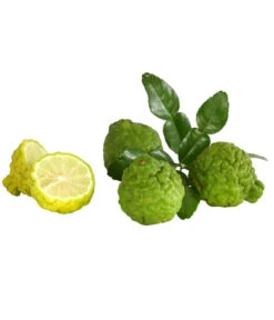 Dehner Gourmet Garten Kaffir-Limette 10 Dehner Gourmet Garten Kaffir-Limette -Gartenbedarf Verkäufe 2024 7119308 7977820 WE DE 001 KaffirLimette
