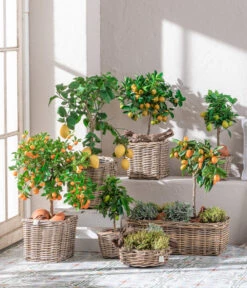 Dehner Gourmet Garten Goldsalbei 7 Dehner Gourmet Garten Goldsalbei -Gartenbedarf Verkäufe 2024 7119696 WE MO 001 CitrusGoldsalbei