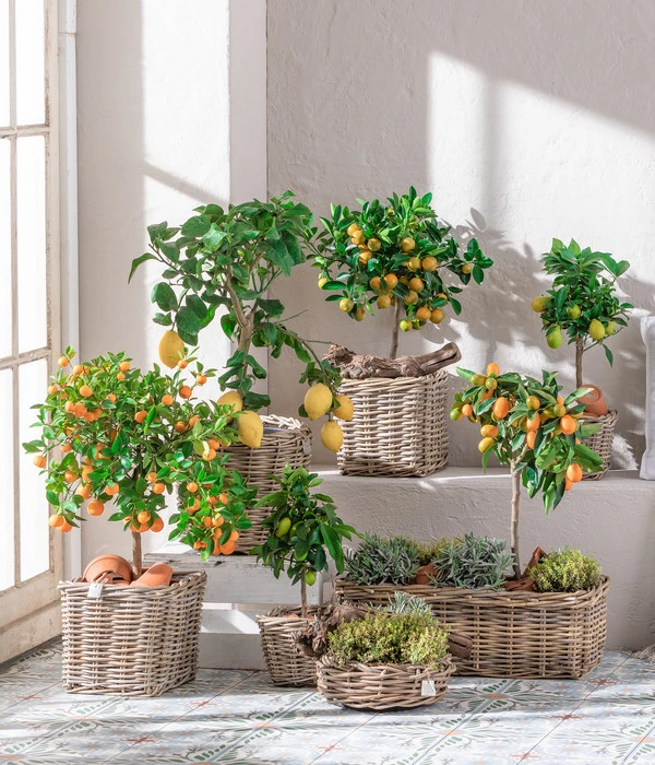 Dehner Gourmet Garten Goldsalbei 5 Dehner Gourmet Garten Goldsalbei – Bild 3