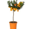 Bitterorange 'Chinotto' -Gartenbedarf Verkäufe 2024 7119803 WE FS 001 CitrusMyrtifoliaT20DehnerExpressHerzig