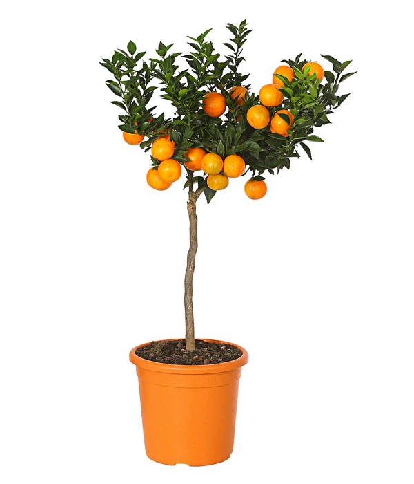 Bitterorange 'Chinotto' 3 Bitterorange 'Chinotto'