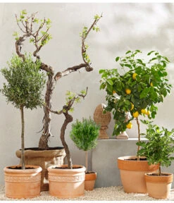 XXL Weinrebenstamm, Ca. 200-220 Cm, Verschiedene Sorten -Gartenbedarf Verkäufe 2024 7120389 PR MO 001 MediterranGC10retusch