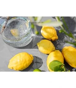 XXL Zitrone, Ca. 155-165 Cm -Gartenbedarf Verkäufe 2024 7120405 PR MO 002 Zitrone