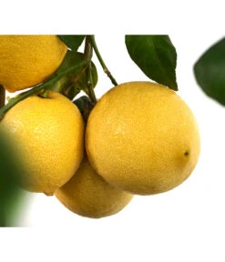 XXL Zitrone, Ca. 155-165 Cm -Gartenbedarf Verkäufe 2024 7120405 WE DE 003 CitrusLimonZitroneDehnerExpressHerzig