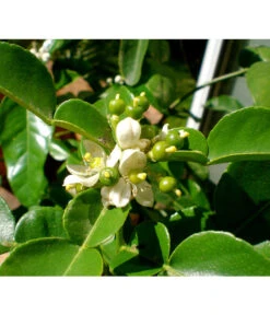 Dehner Gourmet Garten Kaffir-Limette 11 Dehner Gourmet Garten Kaffir-Limette -Gartenbedarf Verkäufe 2024 7120884 WE DE 002 GGCitrusHystrix Pixabay