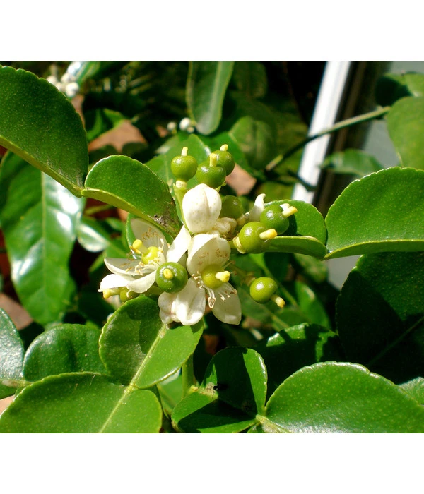 Dehner Gourmet Garten Kaffir-Limette 7 Dehner Gourmet Garten Kaffir-Limette – Bild 5
