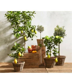 Olive, Stämmchen -Gartenbedarf Verkäufe 2024 7120942 7119068 7118326 7297088 7296874 WE MO 001 ZitronenbaumCitrusLimonStammOliveOleaEuropaea