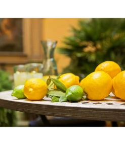 XXL Zitrone, Ca. 155-165 Cm -Gartenbedarf Verkäufe 2024 7120942 PR MO 012 CitrusLimonZitroneMediterran Brunnen