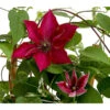 Waldrebe - Clematis, Rot, Rankhilfe -Gartenbedarf Verkäufe 2024 7123953 WE DE 001 ClematisRotWaldrebe3LDehnerExpressHerzig