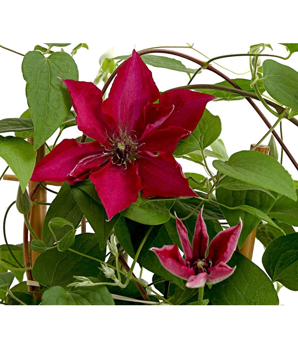 Waldrebe - Clematis, Rot, Rankhilfe 3 Waldrebe - Clematis, Rot, Rankhilfe
