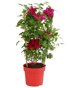 Waldrebe - Clematis, Rot, Rankhilfe 5 Waldrebe - Clematis, Rot, Rankhilfe -Gartenbedarf Verkäufe 2024 7123953 WE FS 001 ClematisRotWaldrebe3LDehnerExpressHerzig