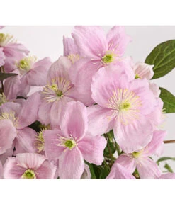 Berg-Waldrebe - Clematis 'Fragrant Spring'