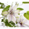 Waldrebe - Clematis, Spalier -Gartenbedarf Verkäufe 2024 7125156 WE DE 001 ClematisGestreifteSortenSRWaldrebe2LDehnerExpressZS