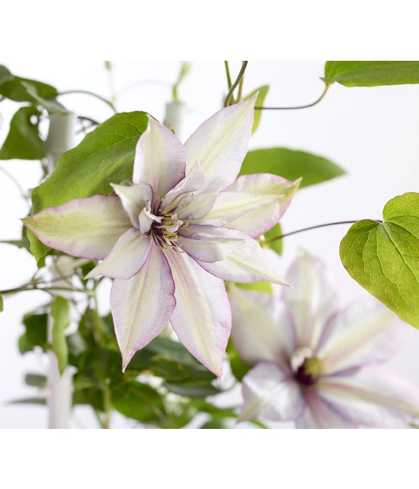 Waldrebe - Clematis, Spalier 3 Waldrebe - Clematis, Spalier