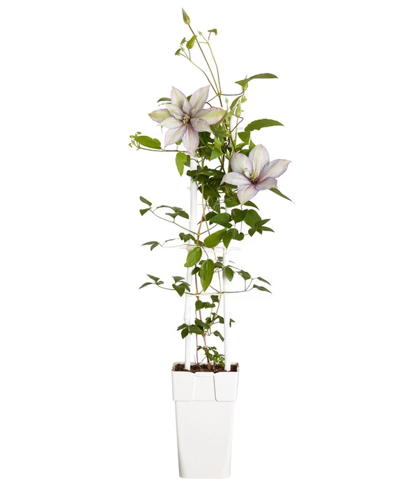 Waldrebe - Clematis, Spalier 4 Waldrebe - Clematis, Spalier – Bild 2