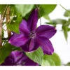 Waldrebe - Clematis, Blau, Bogen 1 Waldrebe - Clematis, Blau, Bogen -Gartenbedarf Verkäufe 2024 7127350 WE DE 001 ClematisBlauBogenWaldrebe3LDehnerExpressZS