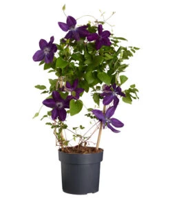 Waldrebe - Clematis, Blau, Bogen -Gartenbedarf Verkäufe 2024 7127350 WE FS 001 ClematisBlauBogenWaldrebe3LDehnerExpressZS