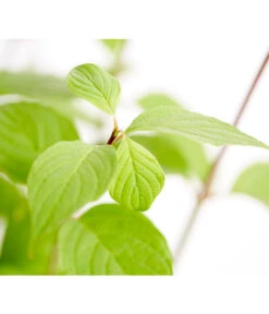 Rotholziger Hartriegel 'Sibirica' -Gartenbedarf Verkäufe 2024 7130990 WE DE 001 CornusAlbaSibiricaHartriegel5LDehnerExpressZS