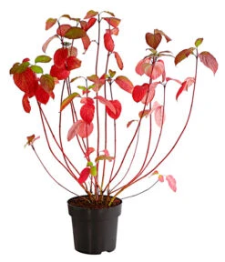 Rotholziger Hartriegel 'Sibirica' -Gartenbedarf Verkäufe 2024 7130990 WE FS 001 CornusAlbaSibirica5LDehnerExpressHerzig