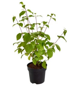 Rotholziger Hartriegel 'Sibirica' -Gartenbedarf Verkäufe 2024 7130990 WE FS 001 CornusAlbaSibiricaHartriegel5LDehnerExpressZS