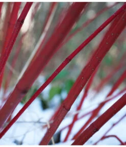 Rotholziger Hartriegel 'Sibirica' -Gartenbedarf Verkäufe 2024 7131006 WE MO 001 HartriegelCornusAlbaSibiricaPixabay