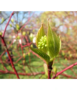 Rotholziger Hartriegel 'Sibirica' -Gartenbedarf Verkäufe 2024 7131006 WE MO 002 HartriegelCornusAlbaSibiricaPixabay