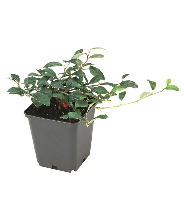 Kriechende Zwergmispel 4 Kriechende Zwergmispel – Bild 2