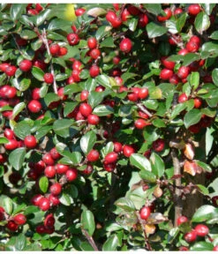 Kriechende Zwergmispel 7 Kriechende Zwergmispel -Gartenbedarf Verkäufe 2024 7143803 PR FS 001 KriechendeZwergmispelpixabay