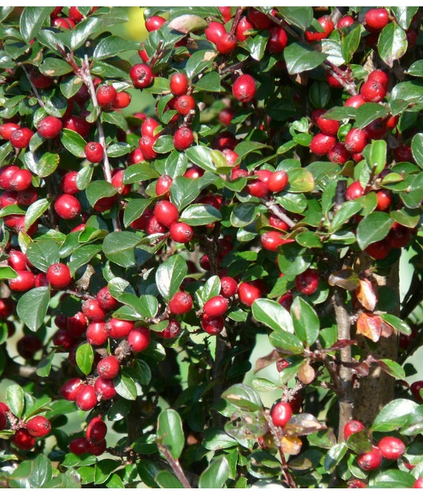 Kriechende Zwergmispel 5 Kriechende Zwergmispel – Bild 3