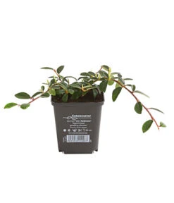 Kriechende Zwergmispel