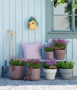 Graue Glockenheide, Verschiedene Farben 18 Graue Glockenheide, Verschiedene Farben -Gartenbedarf Verkäufe 2024 7163009 WE MO 001 DaboeciaMixGlockenheide 2021 GC11