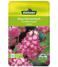 Deutzie 'Tourbillon Rouge' - Sternchenstrauch 8 Deutzie 'Tourbillon Rouge' - Sternchenstrauch -Gartenbedarf Verkäufe 2024 7166093 RosaSternstrauchTourbillonRouge Etikett 1