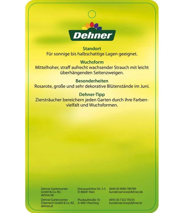 Deutzie 'Tourbillon Rouge' - Sternchenstrauch 6 Deutzie 'Tourbillon Rouge' - Sternchenstrauch – Bild 4