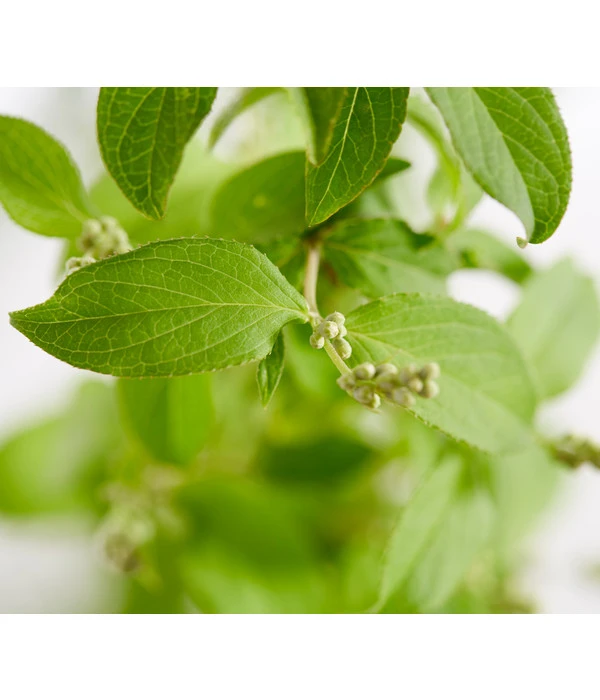 Deutzie 'Tourbillon Rouge' - Sternchenstrauch 4 Deutzie 'Tourbillon Rouge' - Sternchenstrauch – Bild 2