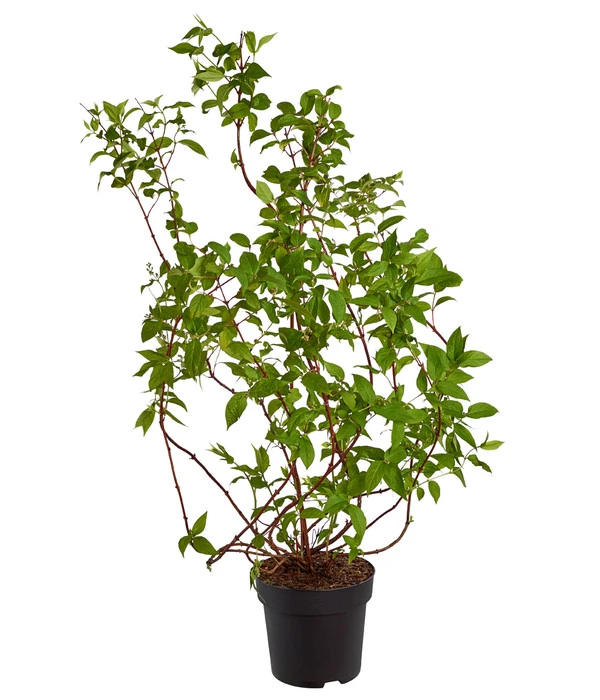 Deutzie 'Tourbillon Rouge' - Sternchenstrauch 3 Deutzie 'Tourbillon Rouge' - Sternchenstrauch