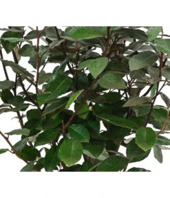 Wintergrüne Ölweide 'Compacta' -Gartenbedarf Verkäufe 2024 7169402 WE DE 001 ElaeagnusCompacta3L Oelweide