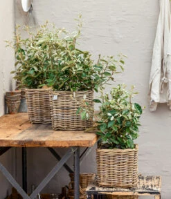 Wintergrüne Ölweide 'Compacta' -Gartenbedarf Verkäufe 2024 7169402 WE MO 001 WintergrueneOelweideCompacta