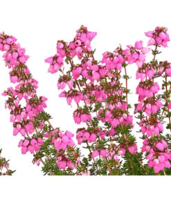 Graue Glockenheide, Verschiedene Farben 21 Graue Glockenheide, Verschiedene Farben -Gartenbedarf Verkäufe 2024 7172521 WE DE 001 EricaCinereaGrauheideT10Herzig